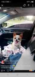 Lost Male Dog last seen Hannan and Escorse Rd. / Cogswell and Van born Rd.'s, Romulus, MI 48174