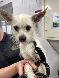 Shelter Stray Female Dog last seen Near Teakwood Ln, Belmont, NC, 1491 Business Park Ct, Gastonia, NC 28052, USA