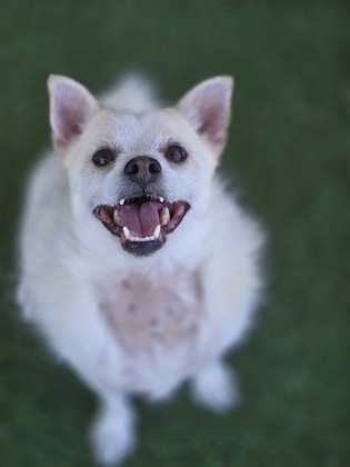 Shelter Stray Male Dog last seen Near Florin Perkins rd, City of Sacramento,, 6201 Florin Perkins Rd, Sacramento, CA 95828, USA
