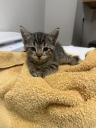 Shelter Stray Male Cat last seen CORVINA DR at NOBLESSA WAY, Rancho Cordova, CA, 6201 Florin Perkins Rd, Sacramento, CA 95828, USA