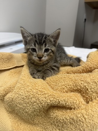 Shelter Stray Male Cat last seen CORVINA DR at NOBLESSA WAY, Rancho Cordova, CA, 6201 Florin Perkins Rd, Sacramento, CA 95828, USA