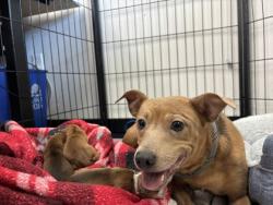 Shelter Stray Female Dog last seen , , CA, 1101 29th Ave, Oakland, CA 94601, USA