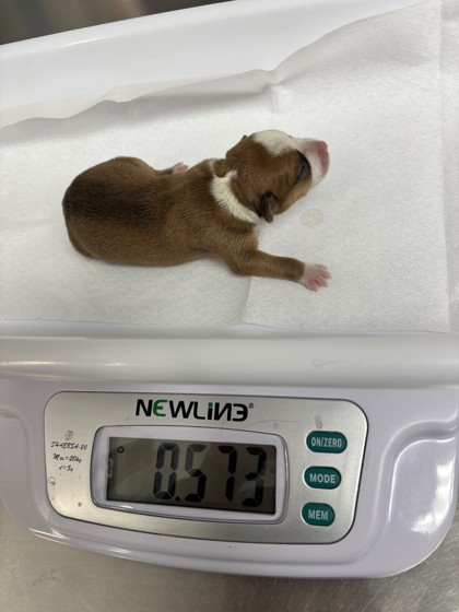 Shelter Stray Female Dog last seen , , CA, 1101 29th Ave, Oakland, CA 94601, USA