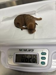 Shelter Stray Male Dog last seen , , CA, 1101 29th Ave, Oakland, CA 94601, USA