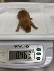 Shelter Stray Female Dog last seen , , CA, 1101 29th Ave, Oakland, CA 94601, USA
