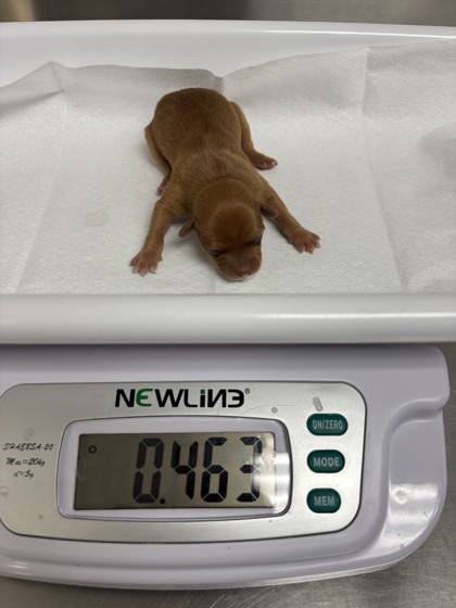 Shelter Stray Female Dog last seen , , CA, 1101 29th Ave, Oakland, CA 94601, USA
