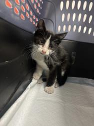 Shelter Stray Male Cat last seen Near Somerset Rd, Oakland, CA, 1101 29th Ave, Oakland, CA 94601, USA