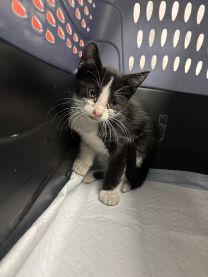 Shelter Stray Male Cat last seen Near Somerset Rd, Oakland, CA, 1101 29th Ave, Oakland, CA 94601, USA