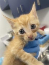 Shelter Stray Male Cat last seen Marietti way and Maple Dr, Roseville City, CA, 200 Tahoe Ave, Roseville, CA 95678, USA
