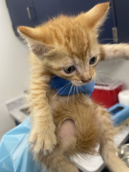 Shelter Stray Female Cat last seen Marietti way and Maple Dr, Roseville City, CA, 200 Tahoe Ave, Roseville, CA 95678, USA