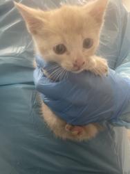 Shelter Stray Female Cat last seen Marietti way and Maple Dr, Roseville City, CA, 200 Tahoe Ave, Roseville, CA 95678, USA