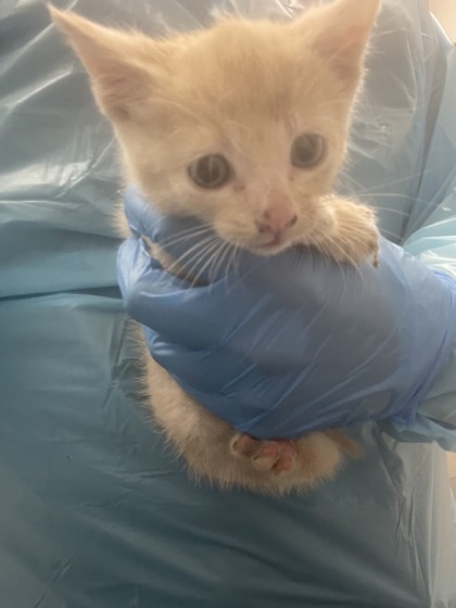Shelter Stray Female Cat last seen Marietti way and Maple Dr, Roseville City, CA, 200 Tahoe Ave, Roseville, CA 95678, USA