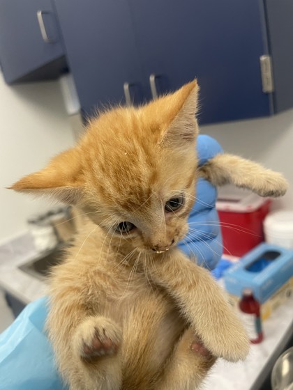 Shelter Stray Female Cat last seen Marietti way and Maple Dr, Roseville City, CA, 200 Tahoe Ave, Roseville, CA 95678, USA