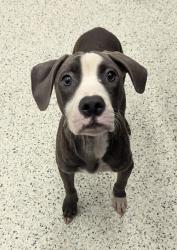 Shelter Stray Female Dog last seen Near Joseph E Lowery Blvd NW, Atlanta, GA, 1251 Fulton Industrial Blvd NW, Atlanta, GA 30336, USA