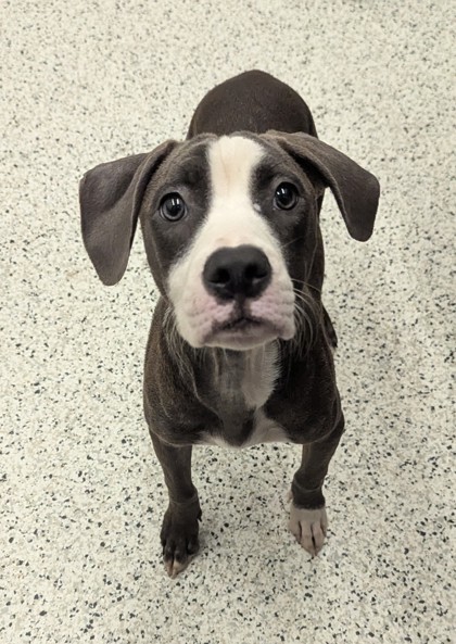 Shelter Stray Female Dog last seen Near Joseph E Lowery Blvd NW, Atlanta, GA, 1251 Fulton Industrial Blvd NW, Atlanta, GA 30336, USA