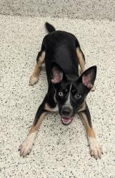 Shelter Stray Female Dog last seen Near Martin Luther King Jr Dr SW, Atlanta, GA, 1251 Fulton Industrial Blvd NW, Atlanta, GA 30336, USA