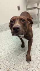 Shelter Stray Female Dog last seen Near Old National Hwy, Atlanta, GA, 1251 Fulton Industrial Blvd NW, Atlanta, GA 30336, USA