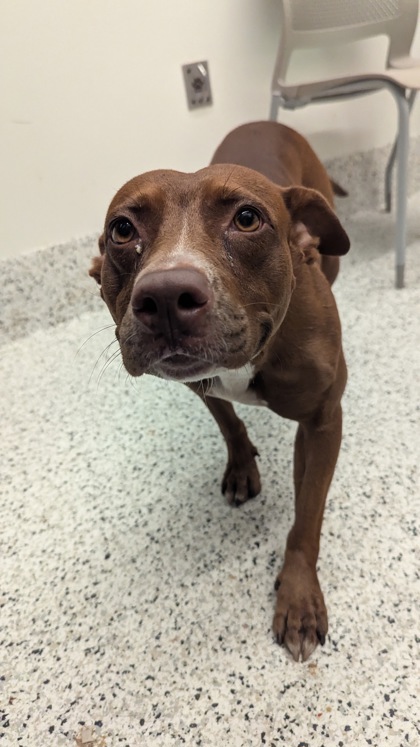 Shelter Stray Female Dog last seen Near Old National Hwy, Atlanta, GA, 1251 Fulton Industrial Blvd NW, Atlanta, GA 30336, USA