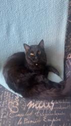 Lost Male Cat last seen S Cheney spangle rd, Cheney, WA 99004