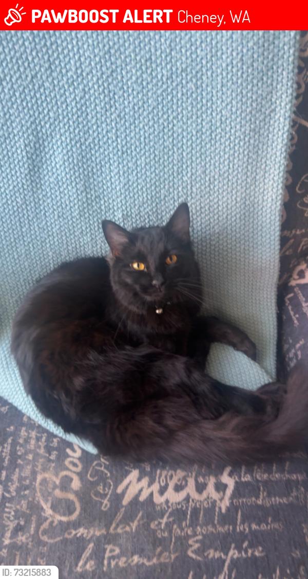 Lost Male Cat last seen S Cheney spangle rd, Cheney, WA 99004