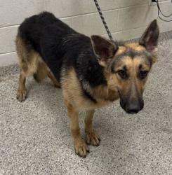 Shelter Stray Male Dog last seen Near E 61st Ter, 64133, MO, 7077 Elmwood Ave, Kansas City, MO 64132, USA