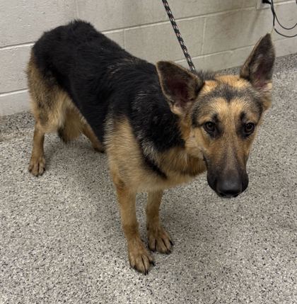 Shelter Stray Male Dog last seen Near E 61st Ter, 64133, MO, 7077 Elmwood Ave, Kansas City, MO 64132, USA
