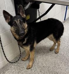 Shelter Stray Male Dog last seen Near E 61st Ter, 64133, MO, 7077 Elmwood Ave, Kansas City, MO 64132, USA