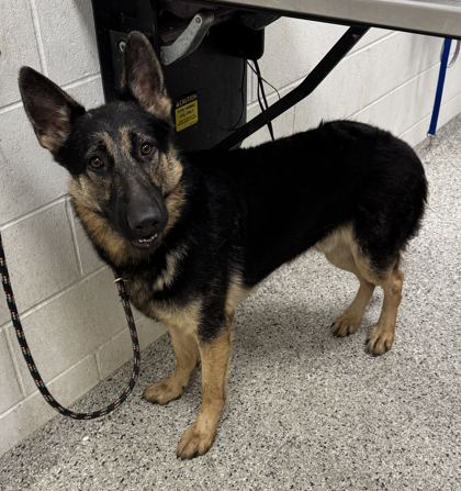 Shelter Stray Male Dog last seen Near E 61st Ter, 64133, MO, 7077 Elmwood Ave, Kansas City, MO 64132, USA