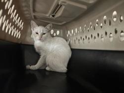 Shelter Stray Unknown Cat last seen I 70 & Pittman, KCMO, 64133, 64133, MO, 7077 Elmwood Ave, Kansas City, MO 64132, USA