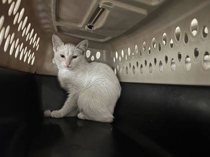 Shelter Stray Unknown Cat last seen I 70 & Pittman, KCMO, 64133, 64133, MO, 7077 Elmwood Ave, Kansas City, MO 64132, USA