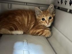 Shelter Stray Unknown Cat last seen I 70 & Pittman, KCMO, 64133, 64133, MO, 7077 Elmwood Ave, Kansas City, MO 64132, USA
