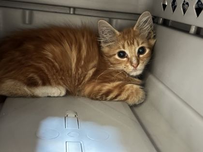 Shelter Stray Unknown Cat last seen I 70 & Pittman, KCMO, 64133, 64133, MO, 7077 Elmwood Ave, Kansas City, MO 64132, USA