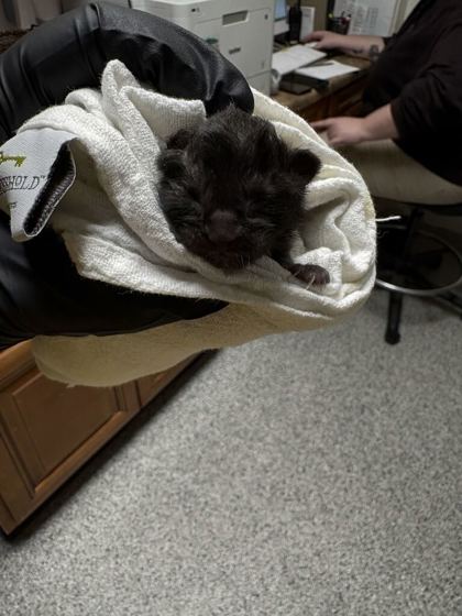 Shelter Stray Male Cat last seen Near Shipetown Rd, Knox County ASO, TN, 3201 Division St, Knoxville, TN 37919, USA