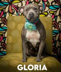Shelter Stray Female Dog last seen MCDonalds Robert Edge, North Myrtle Beach, SC, 409 Bay St, North Myrtle Beach, SC 29582, USA