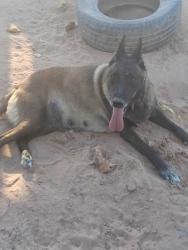 Reunited Female Dog last seen Est hwy8 and emerald drive, Wellton, AZ 85356