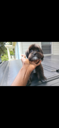 Reunited Male Dog last seen Miles st, broadway,, Shreveport, LA 71109