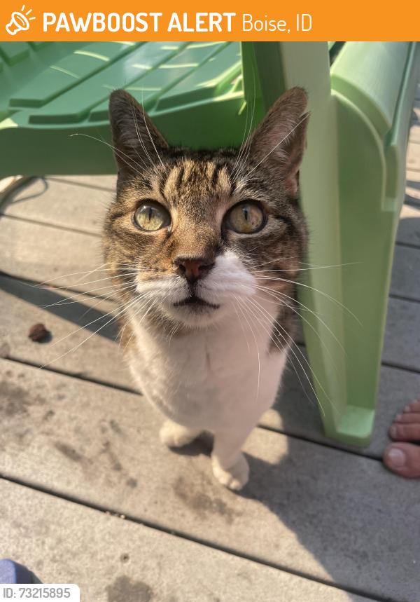 Found/Stray Unknown Cat last seen Five mile and Fairview, Boise, ID 83713