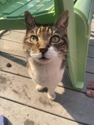 Found/Stray Unknown Cat last seen Five mile and Fairview, Boise, ID 83713
