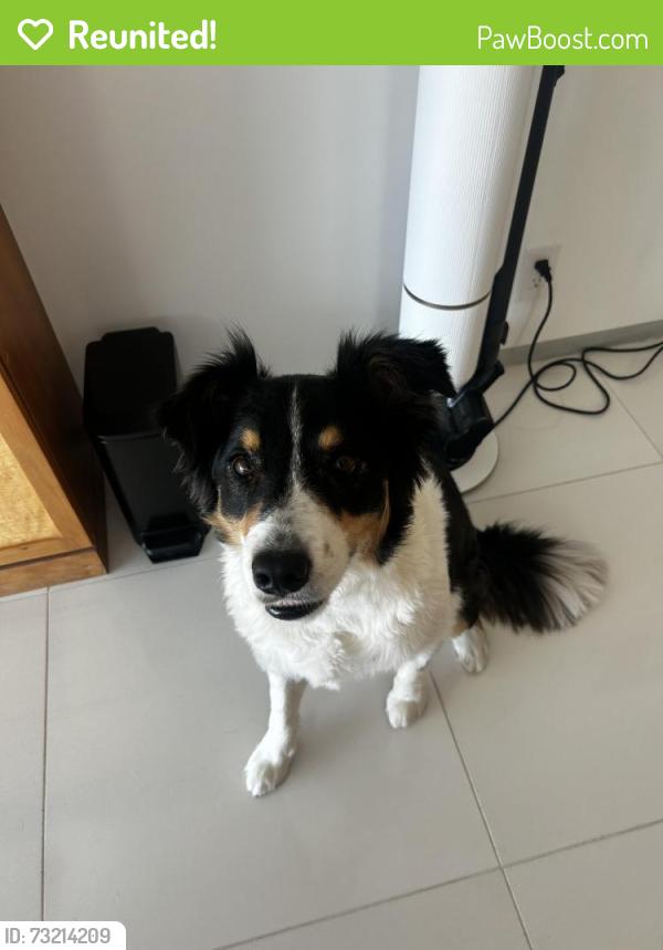Reunited Male Dog last seen Near Somerset St, Buena Park, CA 90621, Buena Park, CA 90621