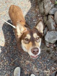 Reunited Unknown Dog last seen Summit Dr, Vancouver, WA 98665