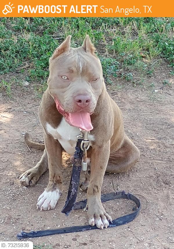 Found/Stray Male Dog last seen On the street walking, San Angelo, TX 76903
