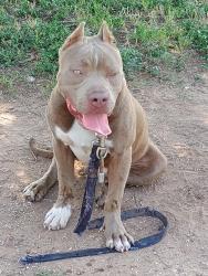 Found/Stray Male Dog last seen On the street walking, San Angelo, TX 76903