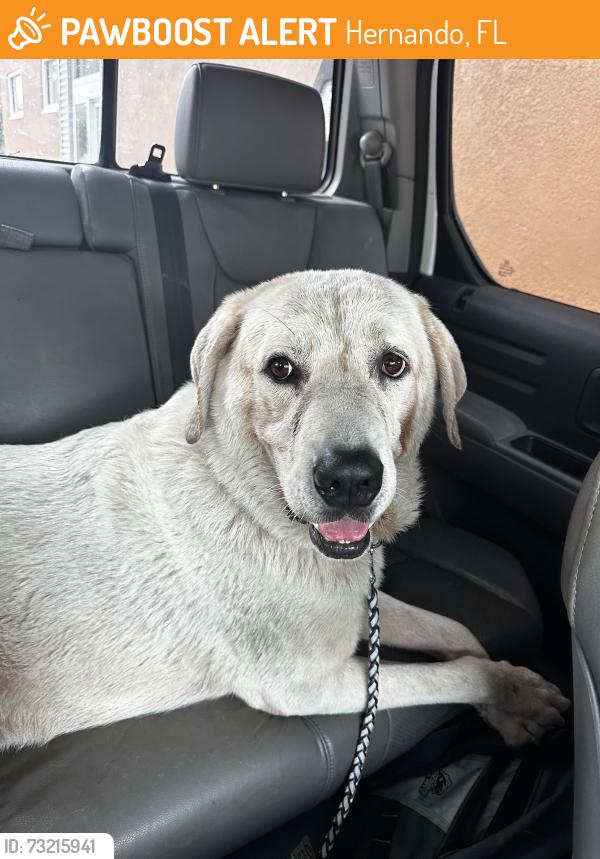 Found/Stray Male Dog last seen Red’s restaurant in Hernando, FL, Hernando, FL 34442