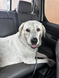 Found/Stray Male Dog last seen Red’s restaurant in Hernando, FL, Hernando, FL 34442