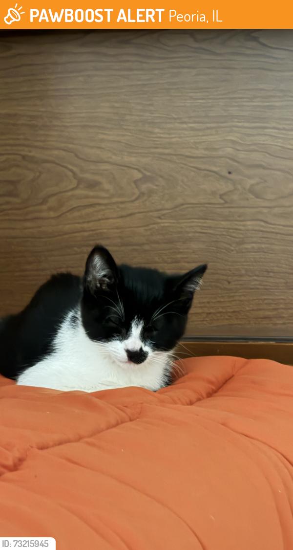 Surrendered Female Cat last seen Goodwill on Pioneer Parkway, Peoria, IL 61615