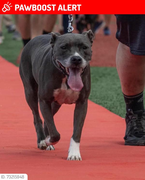 Lost Female Dog last seen Inda Avenue off of Pineforest Rd, Northwest Pensacola, FL 32526