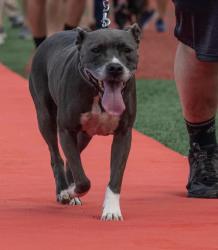 Lost Female Dog last seen Inda Avenue off of Pineforest Rd, Northwest Pensacola, FL 32526