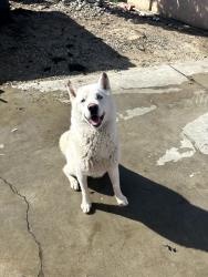Lost Male Dog last seen In Thousand Palms, Ca. At the cross streets of Arbol Real & La Canada Way, Thousand Palms, CA 92276