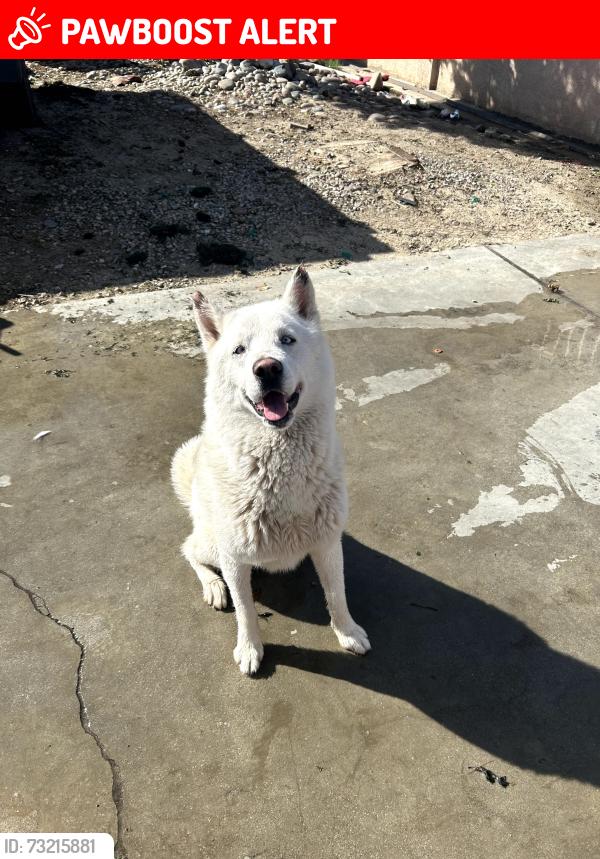 Lost Male Dog last seen In Thousand Palms, Ca. At the cross streets of Arbol Real & La Canada Way, Thousand Palms, CA 92276