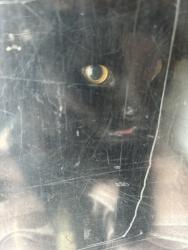 Shelter Stray Female Cat last seen Near W Nautilus Drive, Kearns Township, UT, 84118, 511 W 3900 S, Salt Lake City, UT 84123, USA
